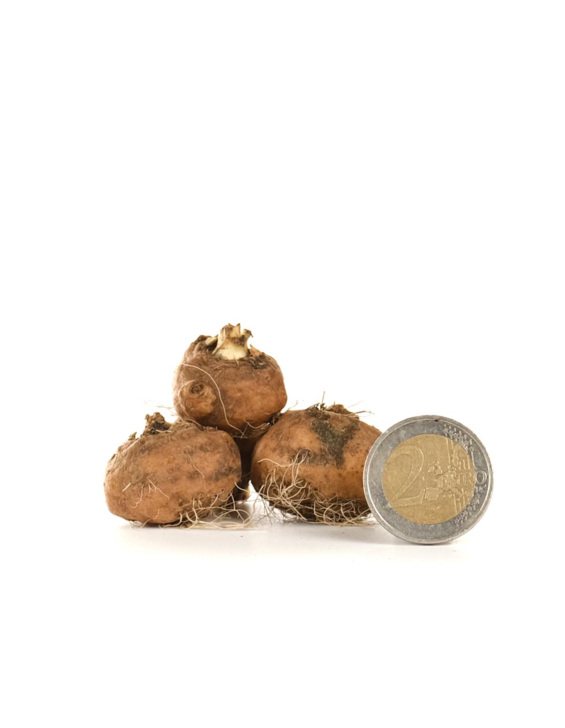 Liatris spicata 'Purple' - Green's of Ireland Online Garden Shop. Miscellaneous, West Cork Bulbs, Daffodil Bulbs, Tulip Bulbs, Crocus Bulbs, Autumn Bulbs, Bulbs, Cheap Bulbs