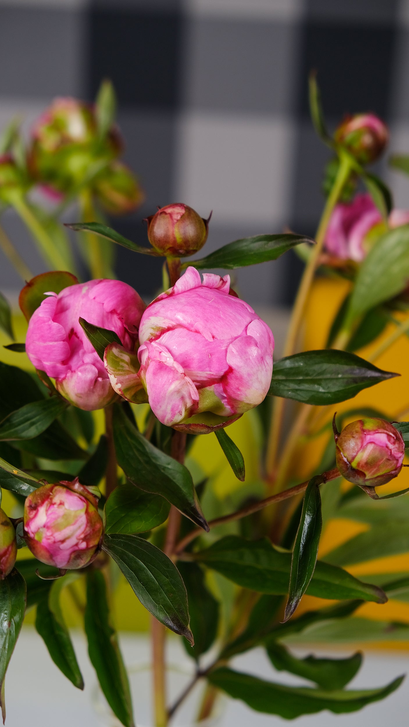 Irish Grown Peonies <p>Alexander Fleming</p> - Green's of Ireland Online Garden Shop. Cut Flowers, Killowen Orchard, Daffodil Bulbs, Tulip Bulbs, Crocus Bulbs, Autumn Bulbs, Bulbs, Cheap Bulbs