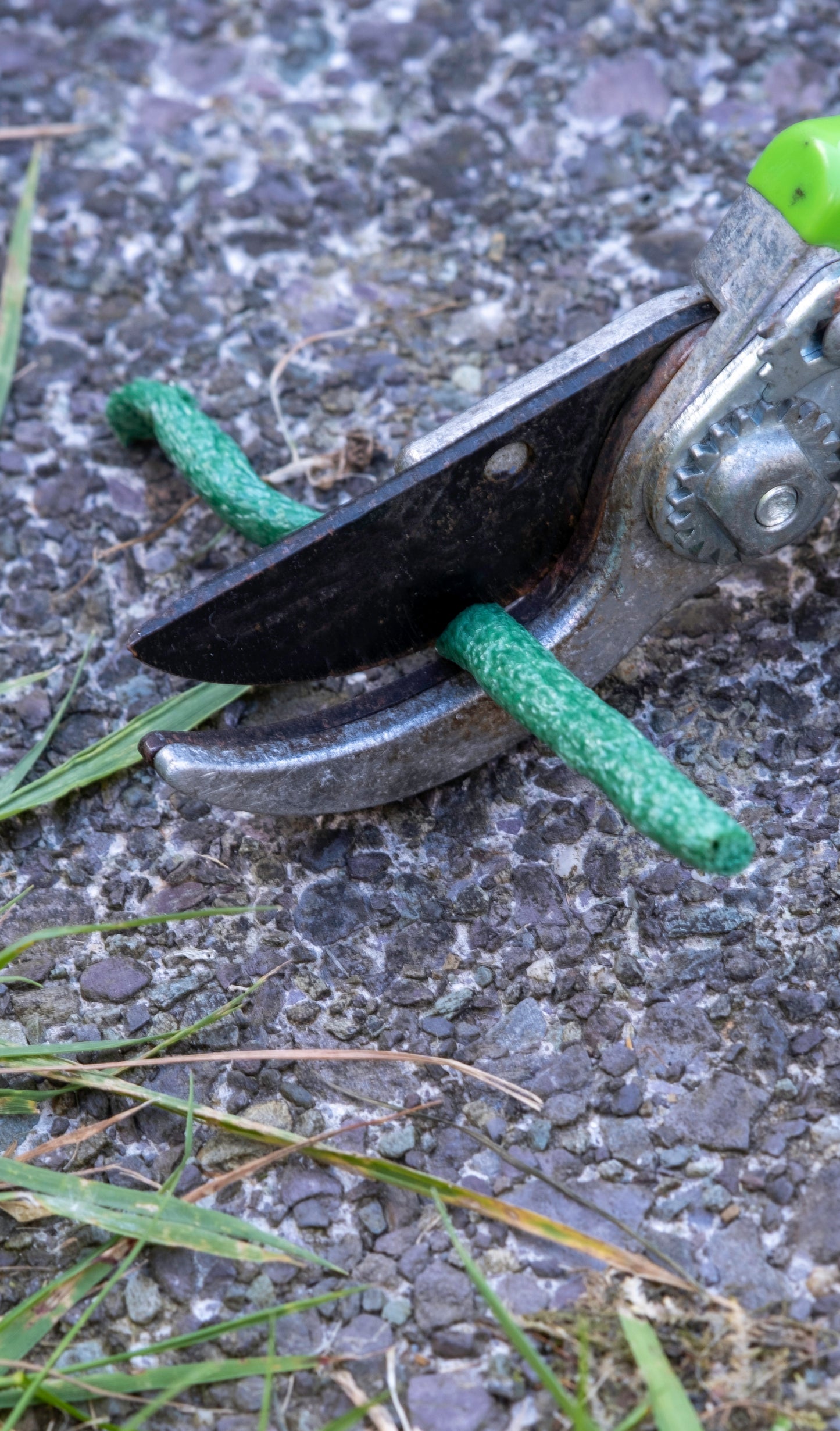 Garden Accessories <p>Foam Tie</p> - Green's of Ireland Online Garden Shop. Accesories, BlackFox, Daffodil Bulbs, Tulip Bulbs, Crocus Bulbs, Autumn Bulbs, Bulbs, Cheap Bulbs