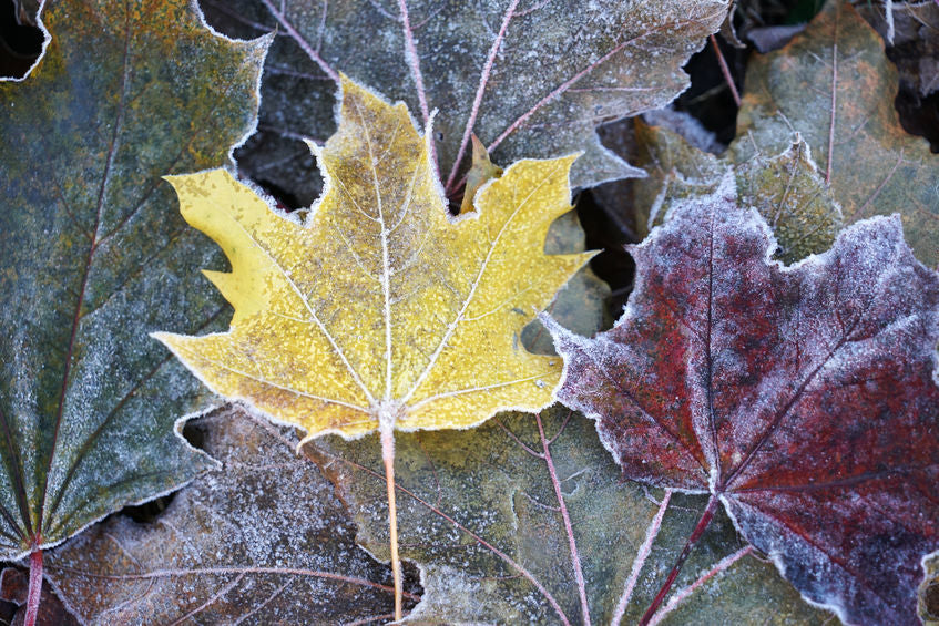 Planting Flower Bulbs in Cold Weather: Tips for a Beautiful Spring Garden.