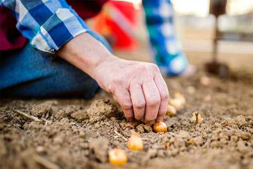 Understanding Onion Bolting: A Gardener's Guide to Preventing Stress in Plants