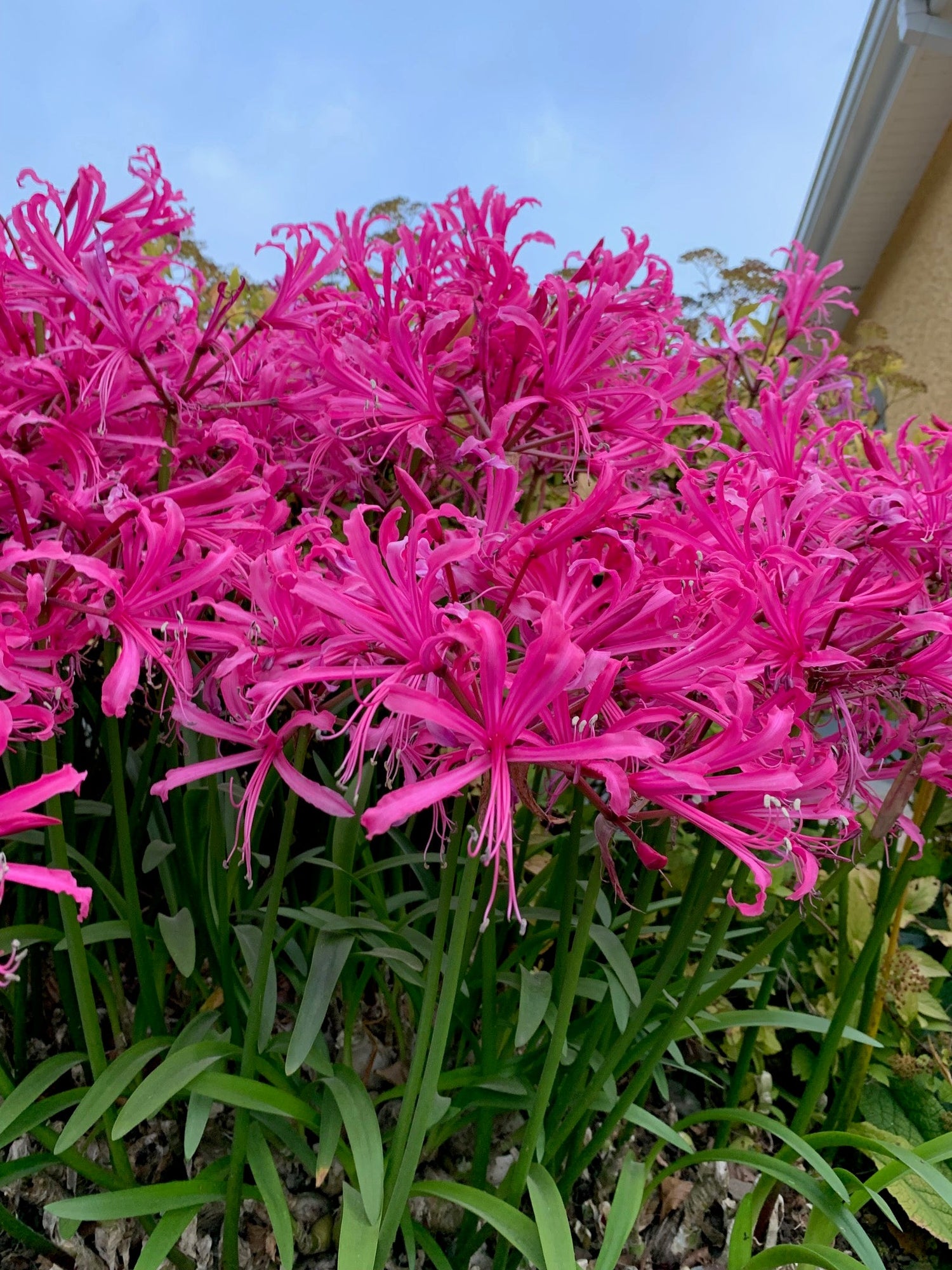 All Nerine