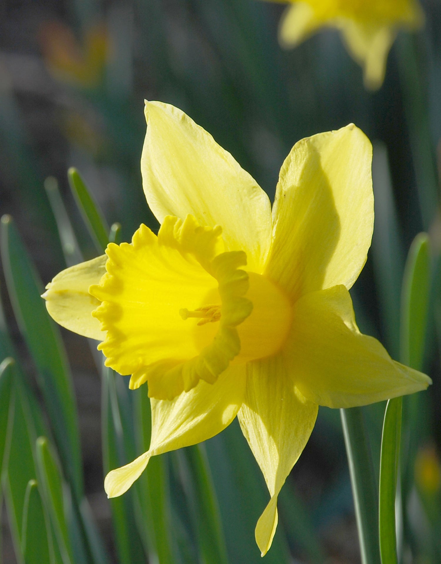 All Daffodils