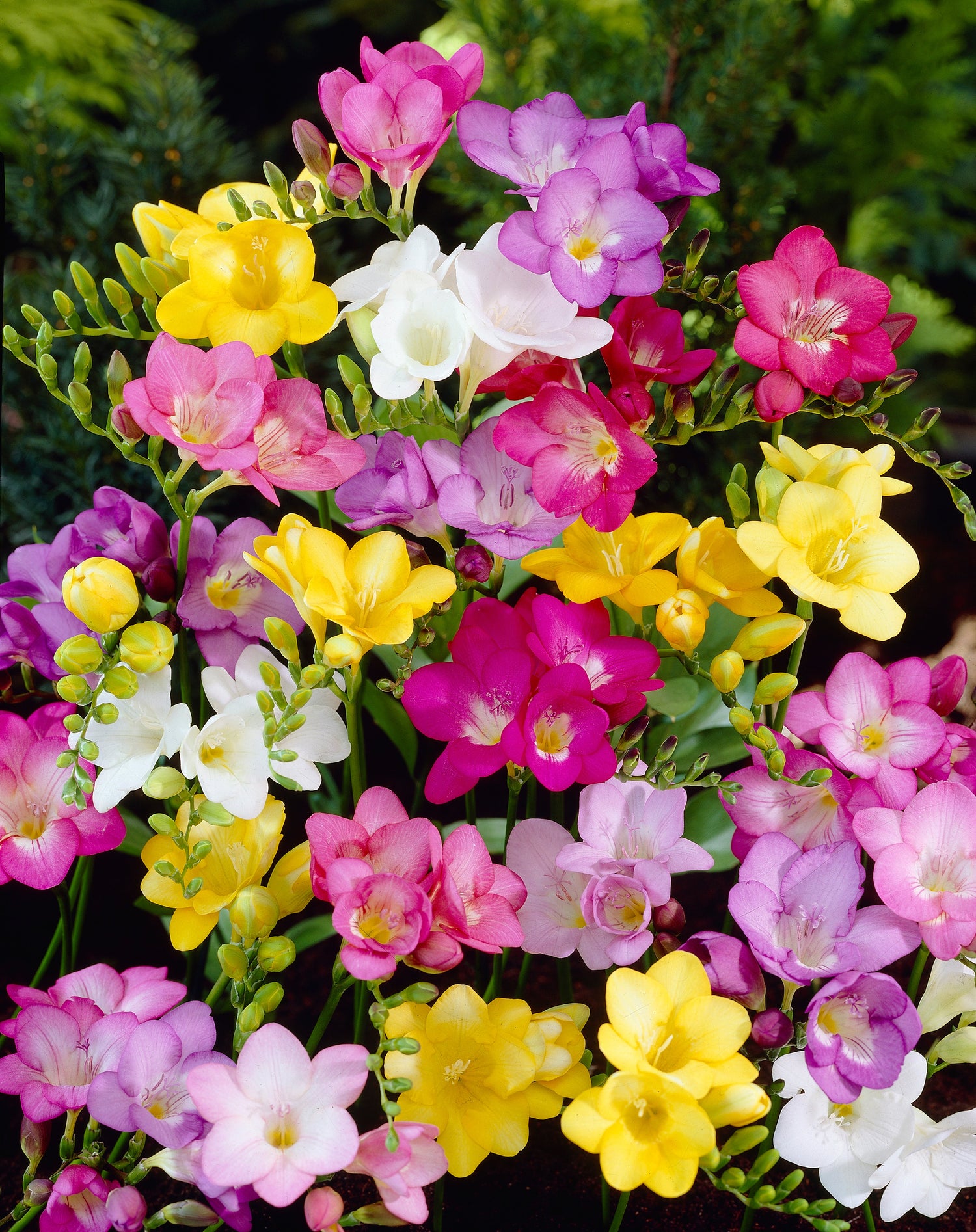 All Freesia