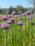 Allium <p>Schubertii</p>
