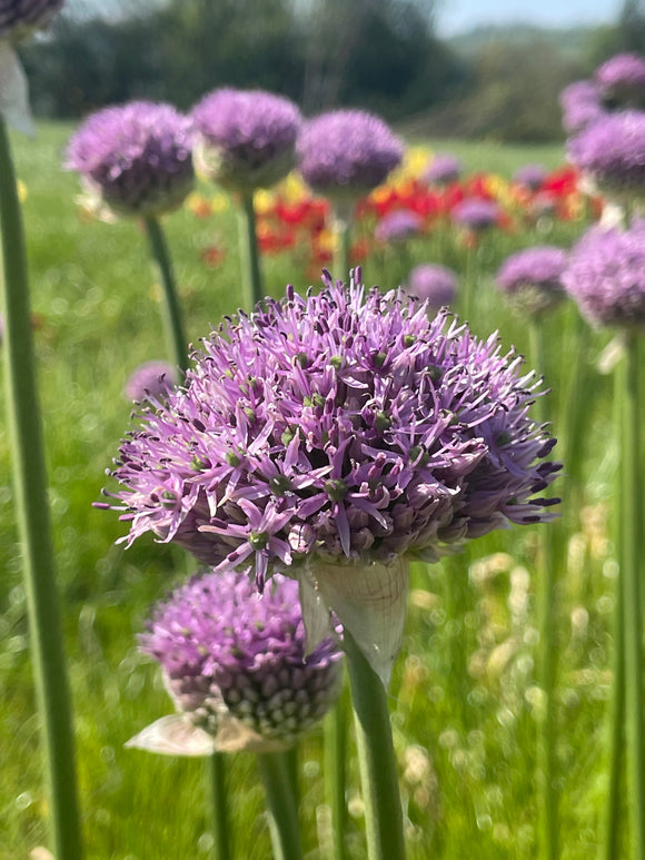 Allium Gladiator - Green's of Ireland Online Garden Shop.  Allium, West Cork Bulbs, Daffodil Bulbs, Tulip Bulbs, Crocus Bulbs, Autumn Bulbs, Bulbs, Cheap Bulbs