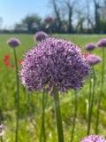 Allium <p>Schubertii</p>