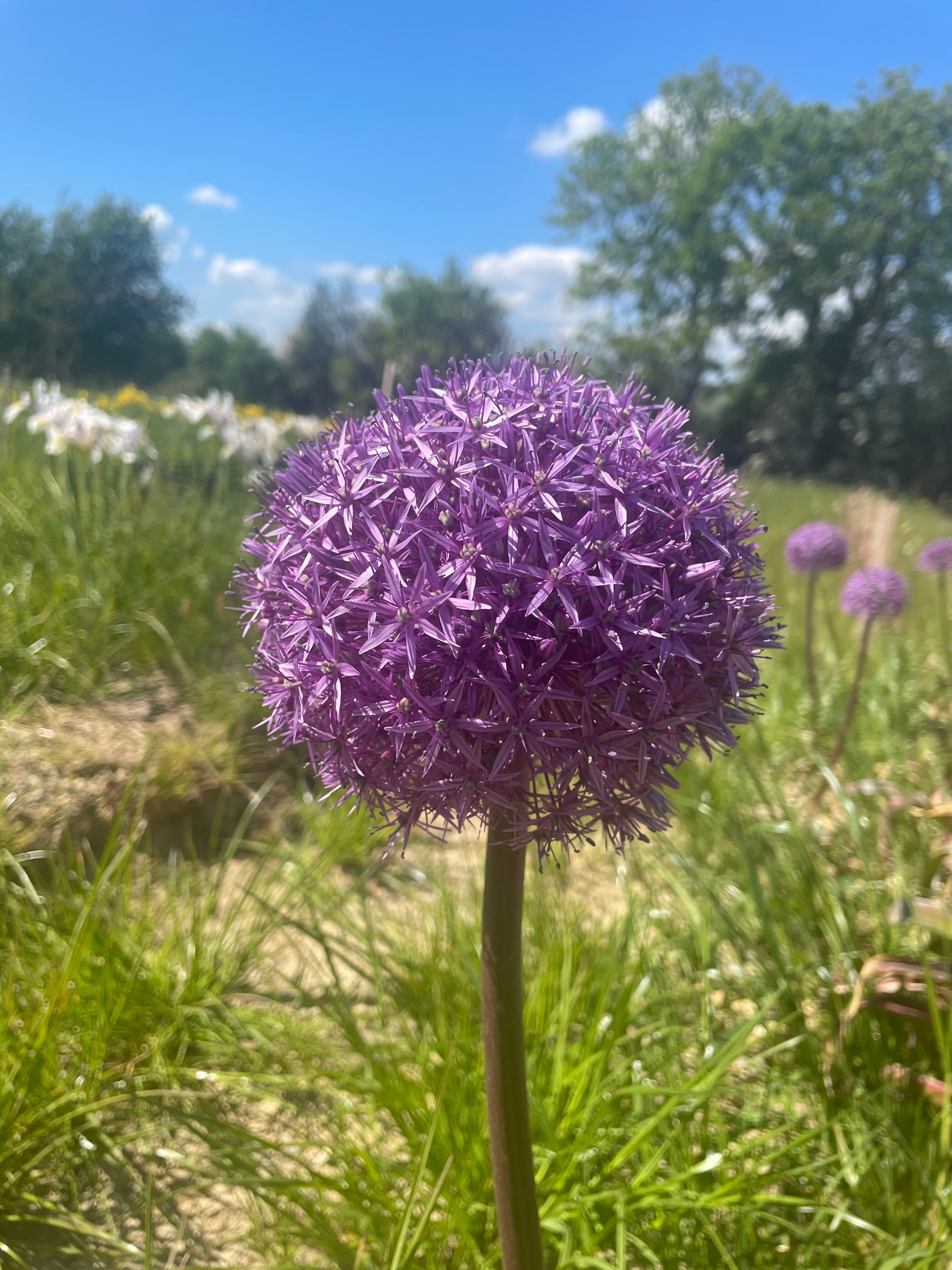 Allium 'Globemaster' - Green's of Ireland Online Garden Shop.  Allium, West Cork Bulbs, Daffodil Bulbs, Tulip Bulbs, Crocus Bulbs, Autumn Bulbs, Bulbs, Cheap Bulbs