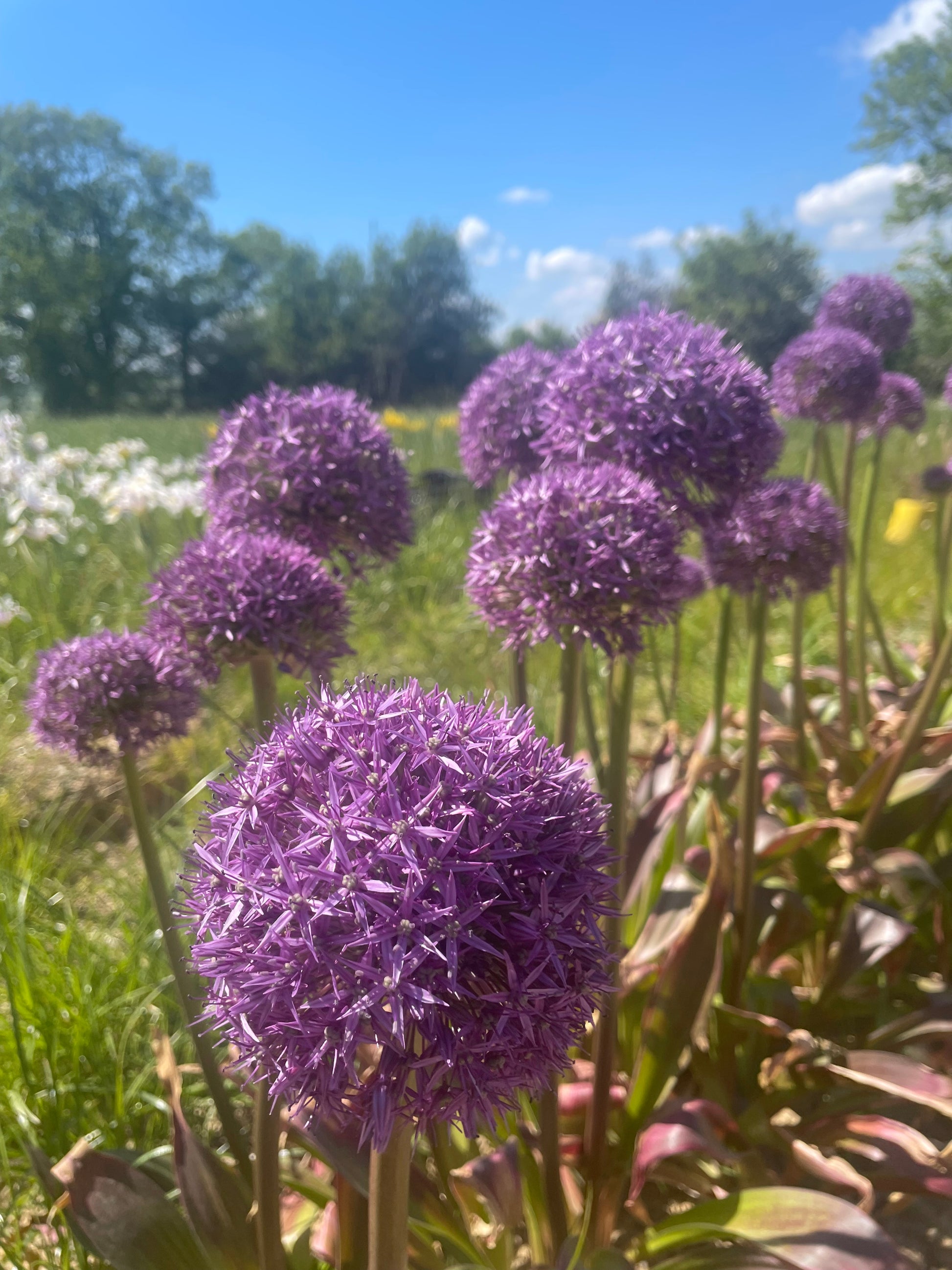 Allium 'Globemaster' - Green's of Ireland Online Garden Shop.  Allium, West Cork Bulbs, Daffodil Bulbs, Tulip Bulbs, Crocus Bulbs, Autumn Bulbs, Bulbs, Cheap Bulbs