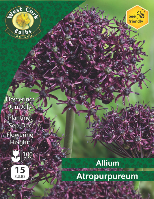 Allium 'Atropurpureum'