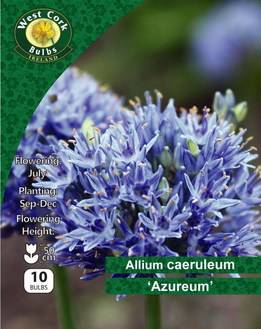 Allium <p>Ostara</p>