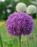 Allium <p>Schubertii</p>
