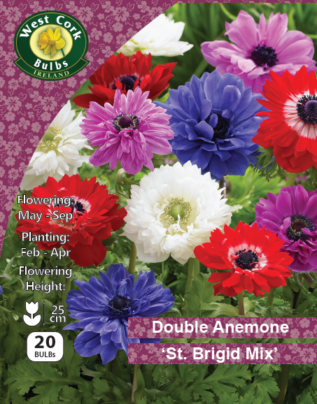 Anemone 'St Brigid' Mixed Varieties