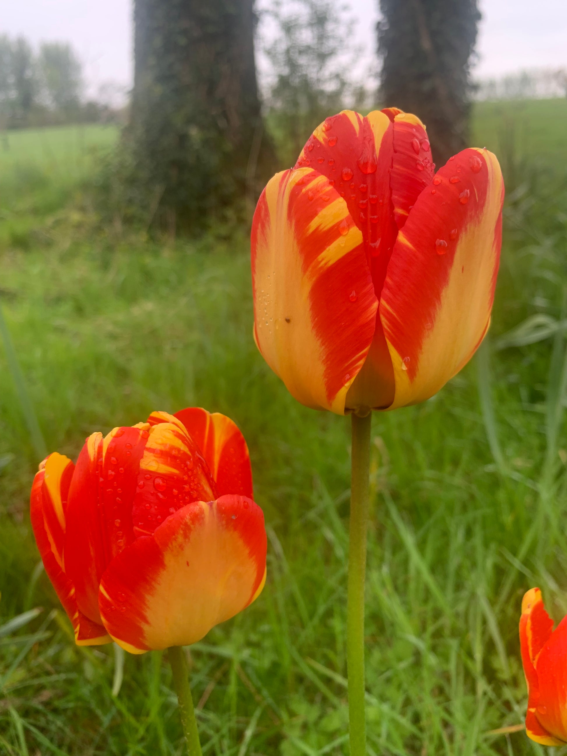 Single Tulip 'Apeldoorn Elite' - Green's of Ireland Online Garden Shop.  Tulips, West Cork Bulbs, Daffodil Bulbs, Tulip Bulbs, Crocus Bulbs, Autumn Bulbs, Bulbs, Cheap Bulbs