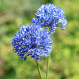 Muscari Azureum