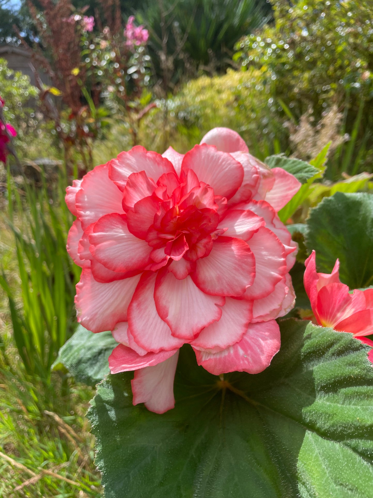 Begonia Double 'Bouton de Rose' - Green's of Ireland Online Garden Shop.  Flower Bulbs, West Cork Bulbs, Daffodil Bulbs, Tulip Bulbs, Crocus Bulbs, Autumn Bulbs, Bulbs, Cheap Bulbs