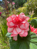 Double Bégonia Rouge