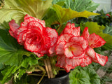 Begonia 'Marmorata'