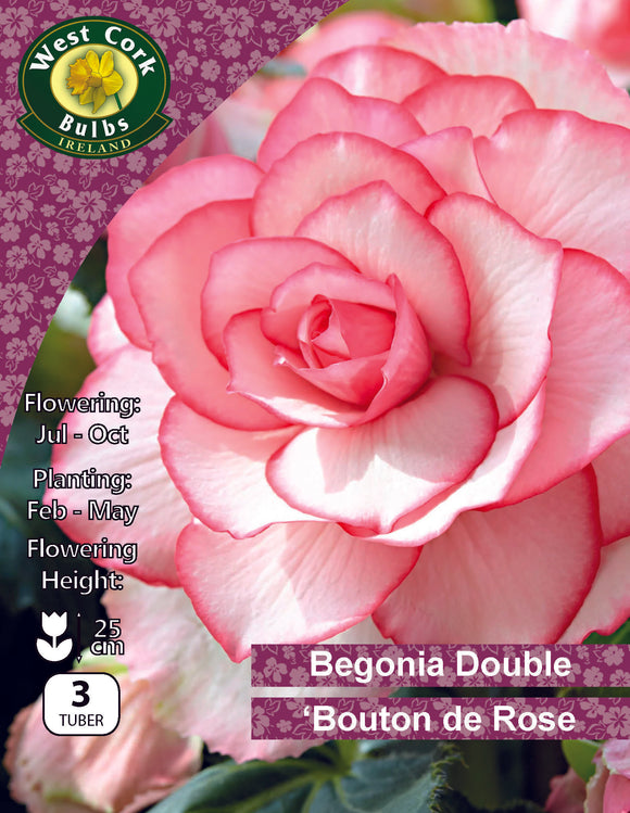 Begonia Double Bouton de Rose