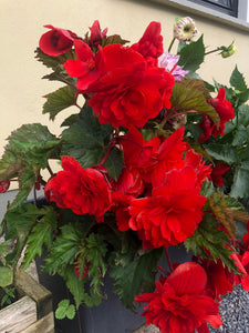Begonia Double Red - Green's of Ireland Online Garden Shop.  Flower Bulbs, West Cork Bulbs, Daffodil Bulbs, Tulip Bulbs, Crocus Bulbs, Autumn Bulbs, Bulbs, Cheap Bulbs