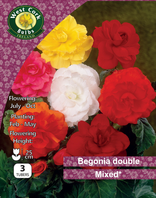Begonia Double Mix