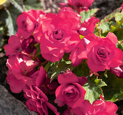 Begonia Double Pink - Green's of Ireland Online Garden Shop.  Flower Bulbs, West Cork Bulbs, Daffodil Bulbs, Tulip Bulbs, Crocus Bulbs, Autumn Bulbs, Bulbs, Cheap Bulbs