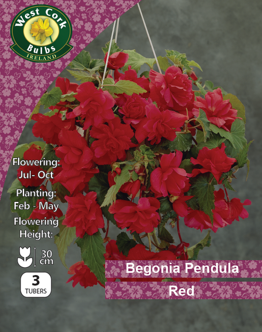Begonia Pendula Red