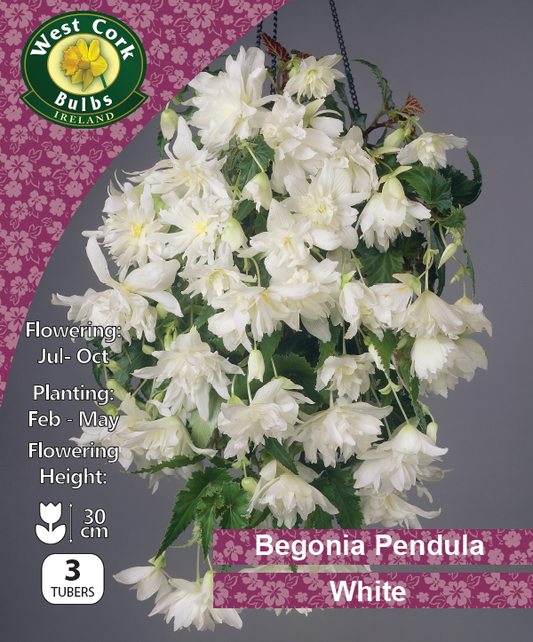 Begonia Pendula White