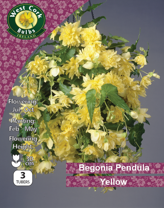 Begonia Pendula Yellow