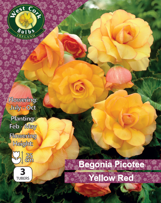 Begonia Picotee Yellow Red