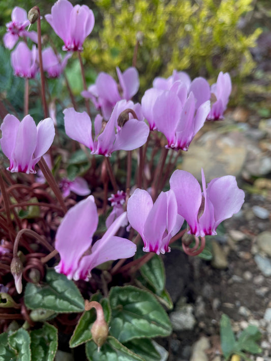 Cyclamen Hederifolium - Green's of Ireland Online Garden Shop.  Miscellaneous, West Cork Bulbs, Daffodil Bulbs, Tulip Bulbs, Crocus Bulbs, Autumn Bulbs, Bulbs, Cheap Bulbs