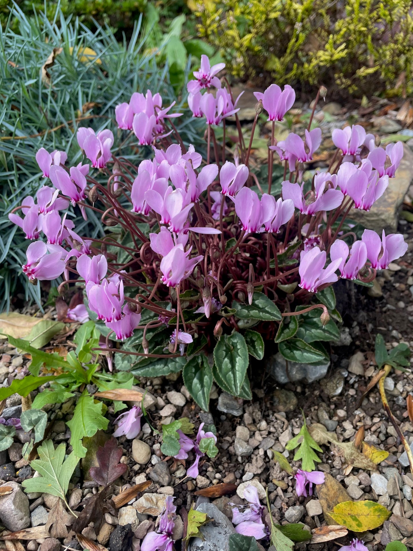 Cyclamen Hederifolium - Green's of Ireland Online Garden Shop.  Miscellaneous, West Cork Bulbs, Daffodil Bulbs, Tulip Bulbs, Crocus Bulbs, Autumn Bulbs, Bulbs, Cheap Bulbs