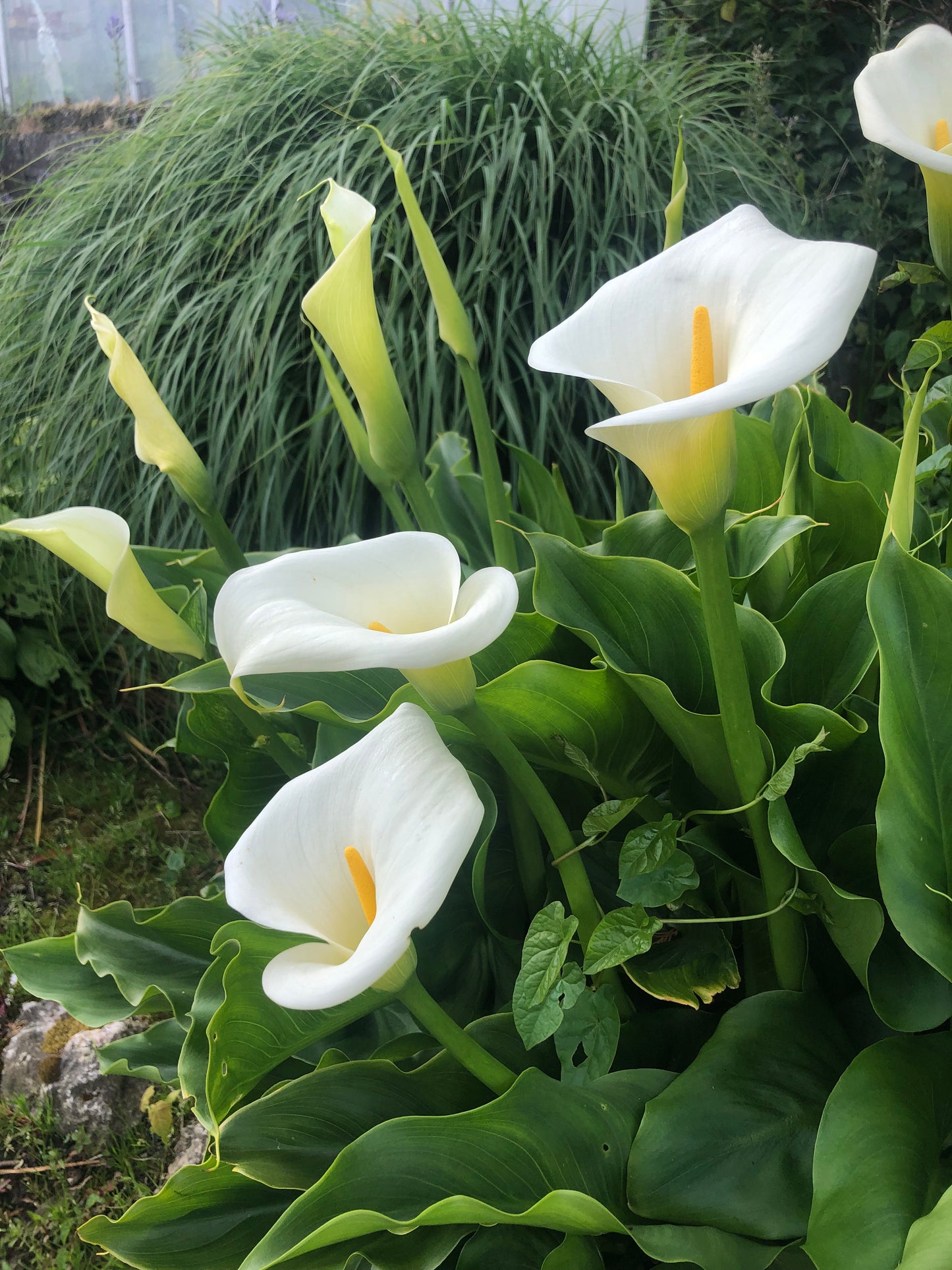 Zantedeschia aethiopica or Calla Lily - Green's of Ireland Online Garden Shop.  , Greens of Ireland, Daffodil Bulbs, Tulip Bulbs, Crocus Bulbs, Autumn Bulbs, Bulbs, Cheap Bulbs