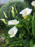 Zantedeschia aethiopica or Calla Lily