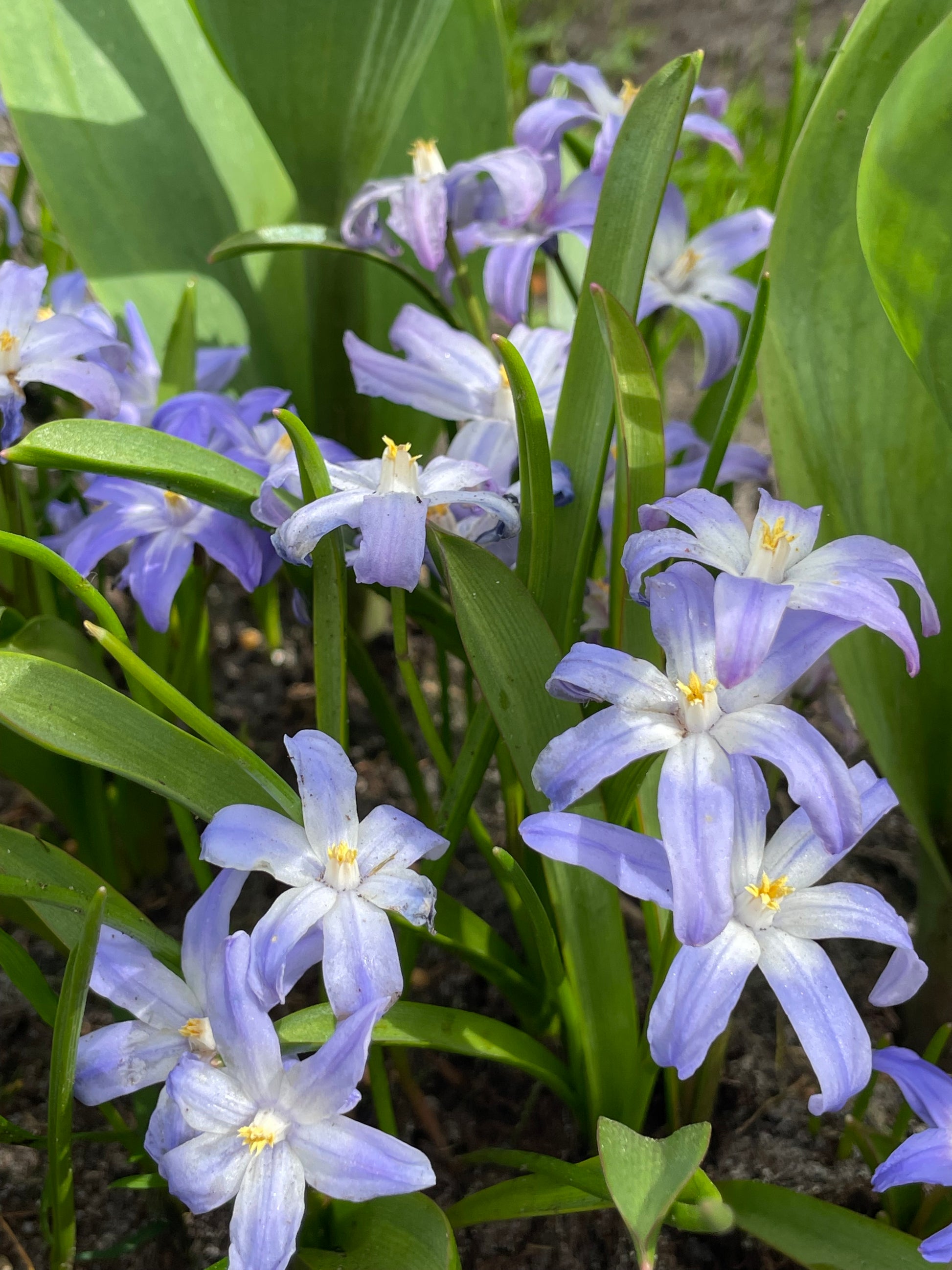 Chionodoxa Luciliae - Glory of the Snow - Green's of Ireland Online Garden Shop.  Miscellaneous, West Cork Bulbs, Daffodil Bulbs, Tulip Bulbs, Crocus Bulbs, Autumn Bulbs, Bulbs, Cheap Bulbs