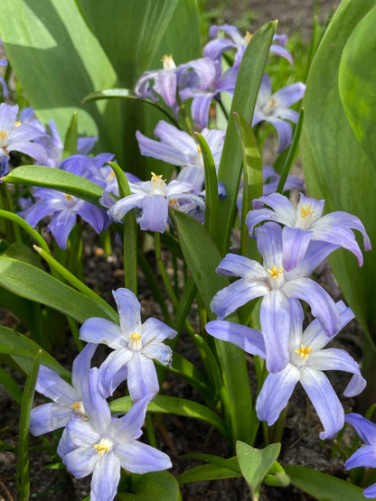 Chionodoxa Luciliae - Glory of the Snow - Green's of Ireland Online Garden Shop.  Miscellaneous, West Cork Bulbs, Daffodil Bulbs, Tulip Bulbs, Crocus Bulbs, Autumn Bulbs, Bulbs, Cheap Bulbs