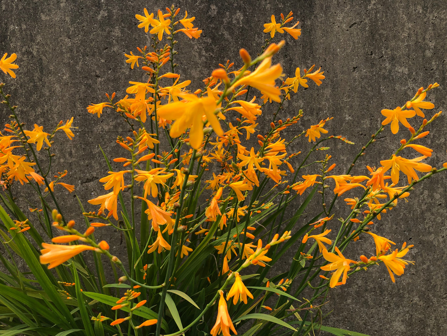 Crocosmia crocosmiaflora 'George Davison' - Green's of Ireland Online Garden Shop.  Flower Bulbs, West Cork Bulbs, Daffodil Bulbs, Tulip Bulbs, Crocus Bulbs, Autumn Bulbs, Bulbs, Cheap Bulbs
