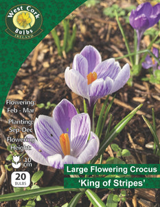 Grand crocus à fleurs <p>King Of Strips</p>