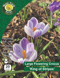 Grand crocus à fleurs <p>King Of Strips</p>