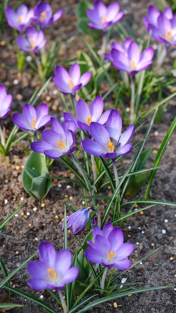 Crocus Species Whitewell Purple