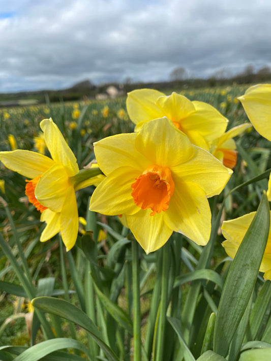 Daffodil Fortune - Irish Grown - - Green's of Ireland Online Garden Shop.  Flower Bulbs, West Cork Bulbs, Daffodil Bulbs, Tulip Bulbs, Crocus Bulbs, Autumn Bulbs, Bulbs, Cheap Bulbs