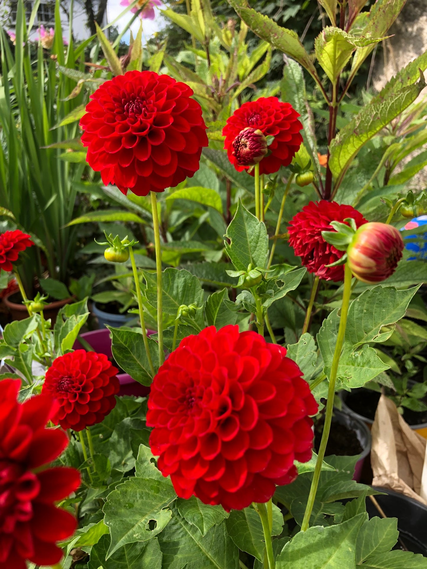 Dahlia Pompon 'Nescio' - Green's of Ireland Online Garden Shop.  Flower Bulbs, West Cork Bulbs, Daffodil Bulbs, Tulip Bulbs, Crocus Bulbs, Autumn Bulbs, Bulbs, Cheap Bulbs