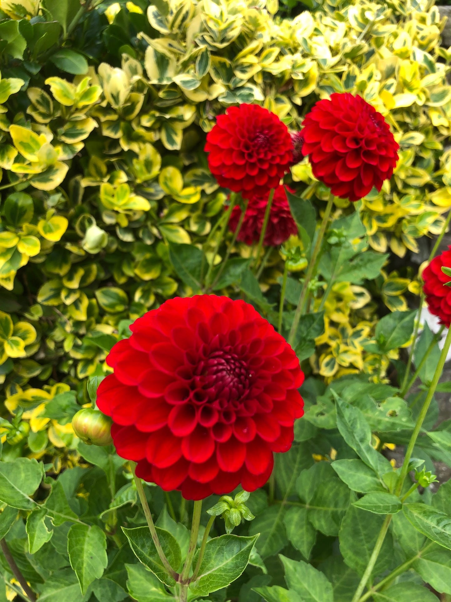 Dahlia Pompon 'Nescio' - Green's of Ireland Online Garden Shop.  Flower Bulbs, West Cork Bulbs, Daffodil Bulbs, Tulip Bulbs, Crocus Bulbs, Autumn Bulbs, Bulbs, Cheap Bulbs