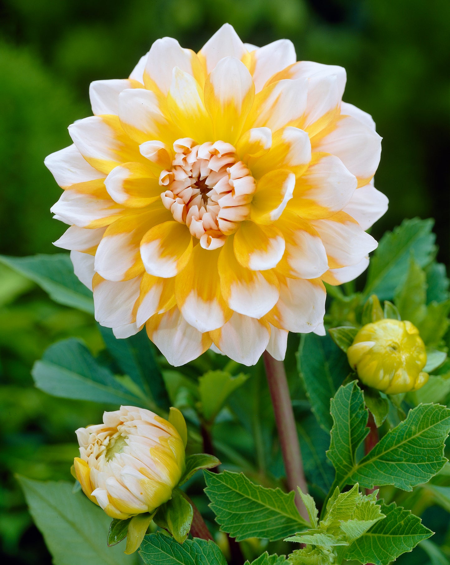 Dahlia Decorative 'Seattle' - Green's of Ireland Online Garden Shop.  Flower Bulbs, West Cork Bulbs, Daffodil Bulbs, Tulip Bulbs, Crocus Bulbs, Autumn Bulbs, Bulbs, Cheap Bulbs