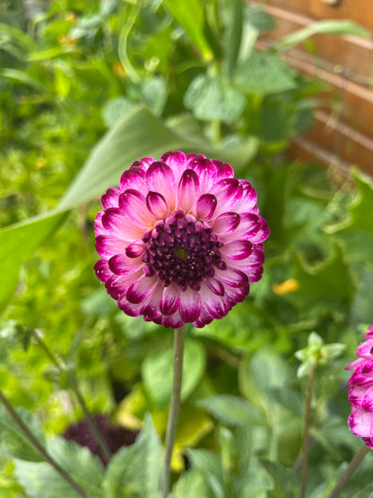 Dahlia Pompon 'Little Robert' - Green's of Ireland Online Garden Shop.  Flower Bulbs, West Cork Bulbs, Daffodil Bulbs, Tulip Bulbs, Crocus Bulbs, Autumn Bulbs, Bulbs, Cheap Bulbs