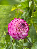Dahlia Pompon 'Little Robert'