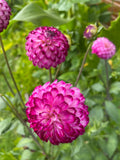 Dahlia Pompon 'Little Robert'