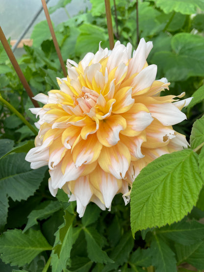 Dahlia Decorative 'Seattle' - Green's of Ireland Online Garden Shop.  Flower Bulbs, West Cork Bulbs, Daffodil Bulbs, Tulip Bulbs, Crocus Bulbs, Autumn Bulbs, Bulbs, Cheap Bulbs