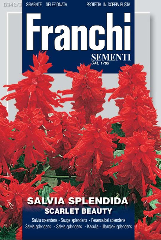 Flowers Seed Salvia Splendens Scarlet Beauty