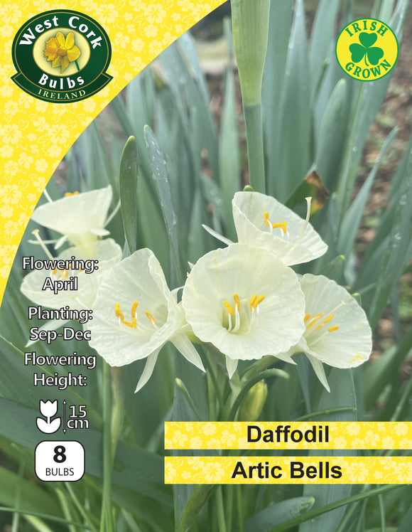 Daffodil Arctic Bells